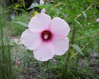 hibiscus laevis.jpg